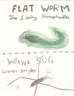 Water Strider and Flat Worm plus words